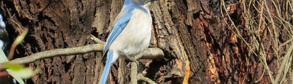 California Scrub-Jay