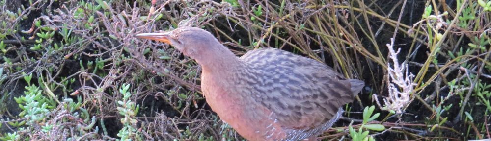 Ridgway's Rail