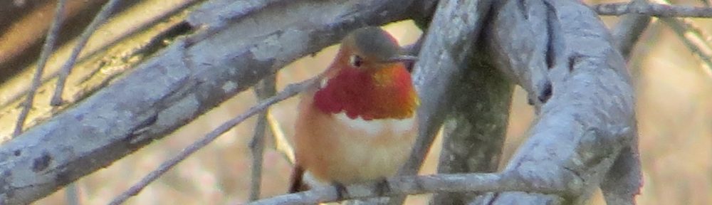 Allen's Hummingbird