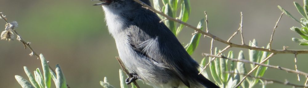 California Gnatcatcher