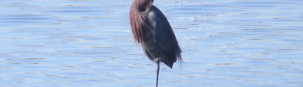 Reddish Egret