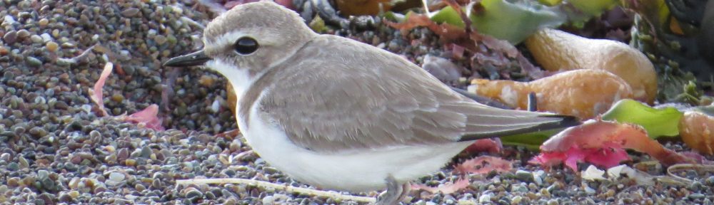 Snowy Plover