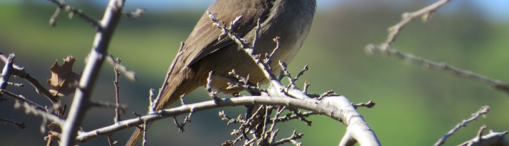 California Thrasher