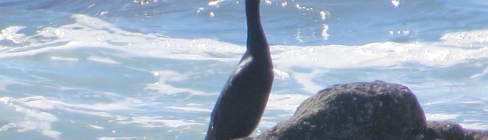 Pelagic Cormorant