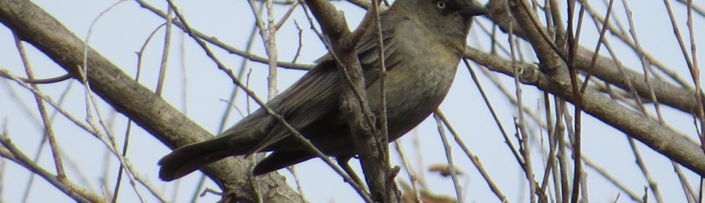 Rusty Blackbird